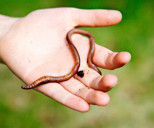 Was essen Regenwürmer und warum lieben Gärtner sie dafür?