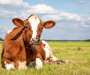 Wie schlafen Kühe? Spannendes Wissen für Kinder