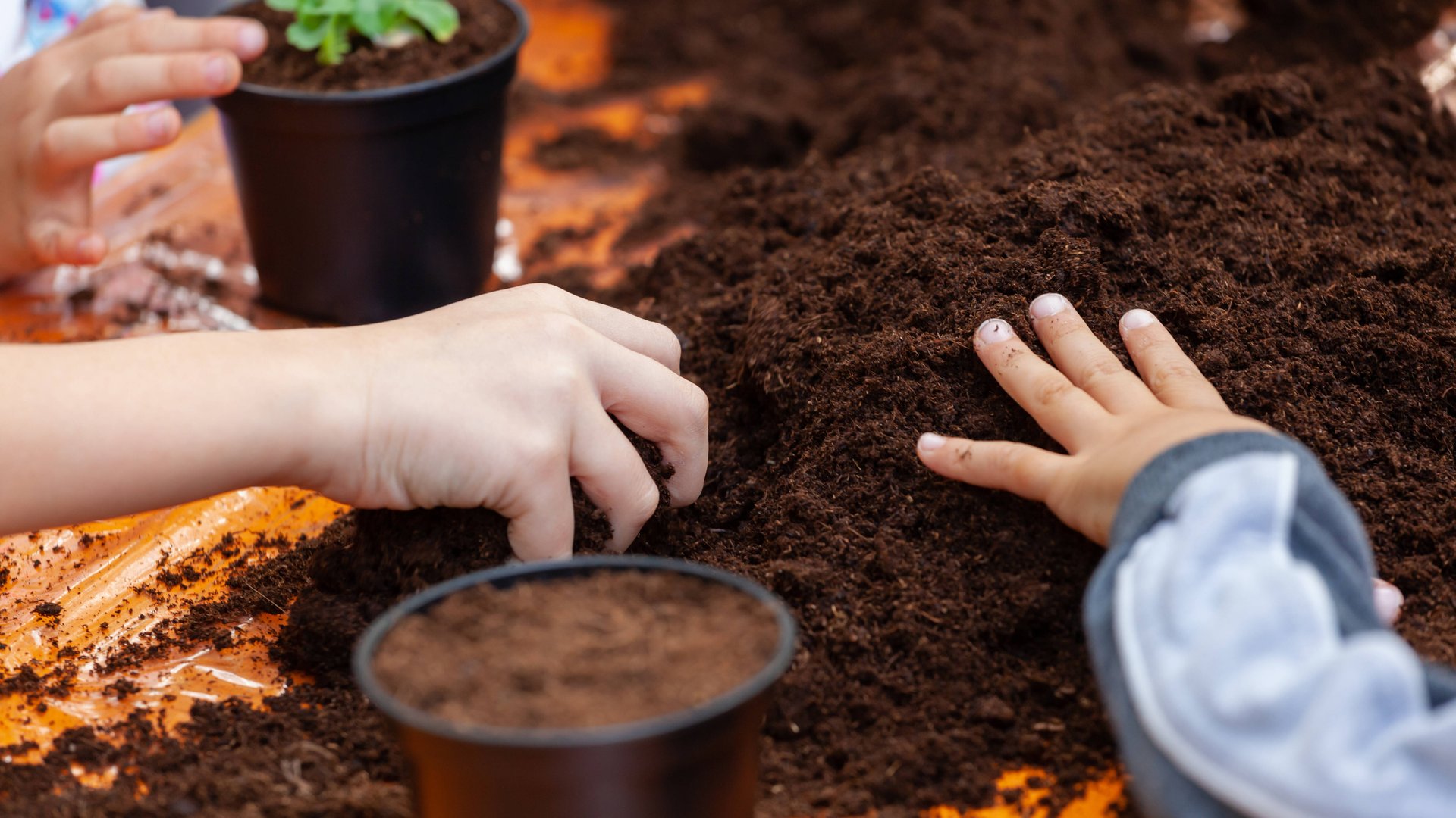 Schimmel in der Blumenerde werdet ihr mit diesen 5 Tricks los
