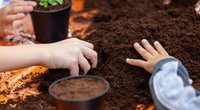 Die 5 einfachsten Tricks gegen Schimmel in der Blumenerde
