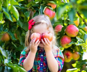 Der Apfel lockt: 7 No Gos beim Äpfel pflücken – und was ihr stattdessen machen solltet