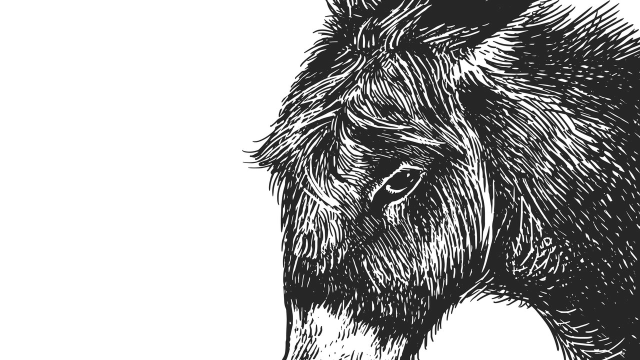 Donkey. Realistic portrait of farm animal. Vintage engraving. Vector illustration art. Black and white hand drawing. Head of agricultural animal is close-up. Funny facial expressions. Livestock series