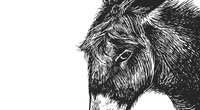 Das Eselein: Verwunschene Märchenstunde für 4 bis 12 Jährige