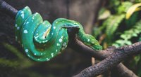 Was fressen Schlangen? Die Ernährung der Reptilien
