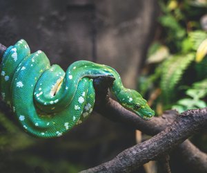 Was fressen Schlangen? Die Ernährung der Reptilien