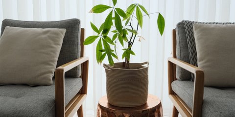 monstera burle marx Monstera Burle Marx Flame – TerraFlora Global