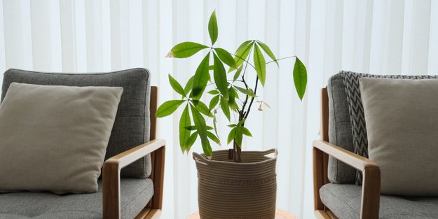 Ist die Glückskastanie giftig für Katzen? Das musst du wissen