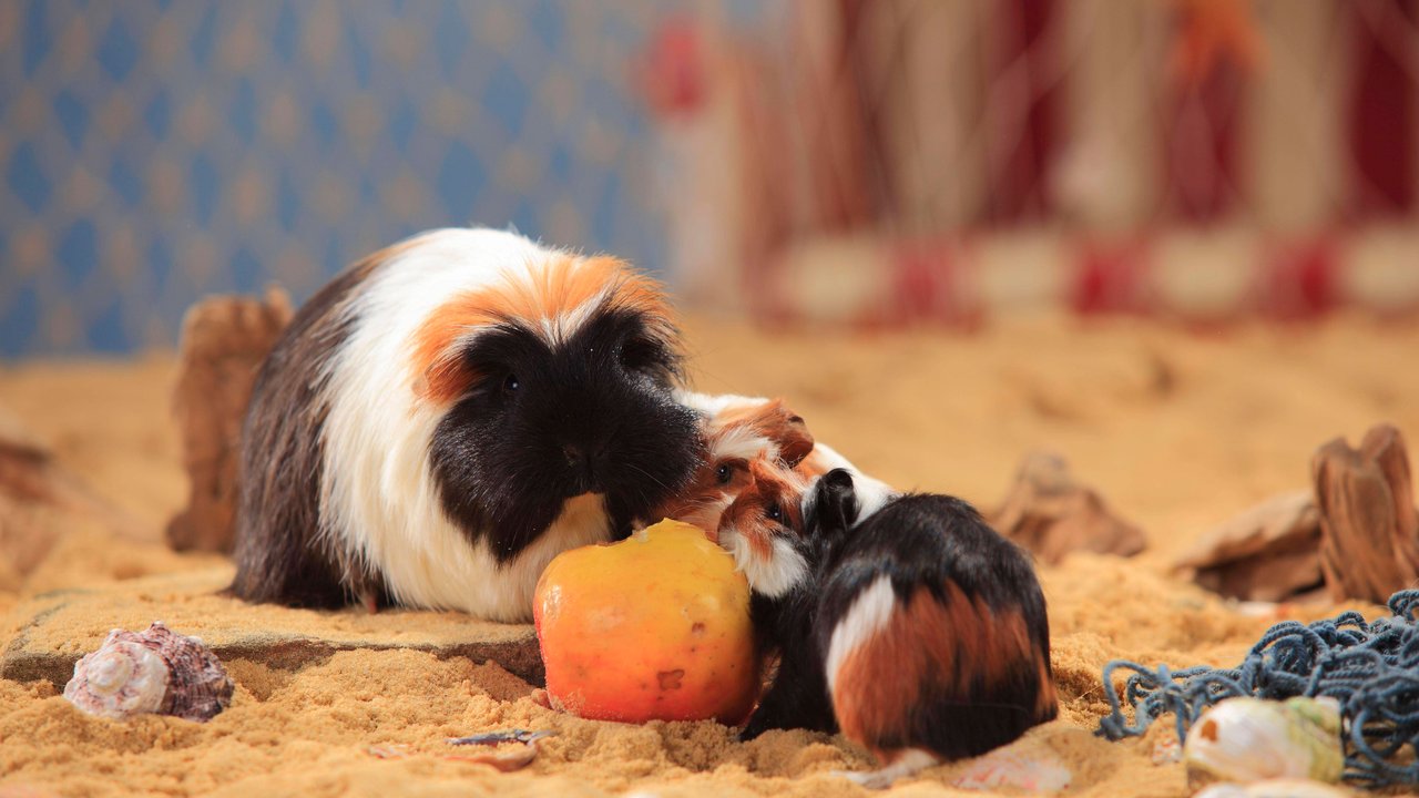 Wenn es Futter gibt, sind Meerschweinchen direkt zur Stelle.