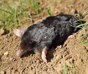 Wie groß sind Maulwürfe – Interessantes über die kleinen Grabemeister