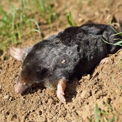 Wie groß sind Maulwürfe – Interessantes über die kleinen Grabemeister