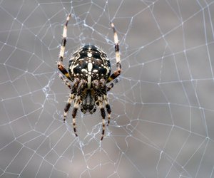 Wie alt wird eine Kreuzspinne? Den giftigen Krabblern auf der Spur