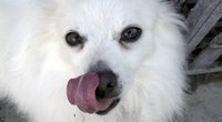 Dürfen Hunde Kiwi essen? So darfst du sie füttern 