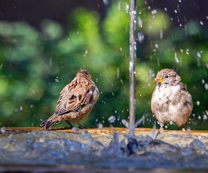 Wie&#x20;oft&#x20;br&#x00FC;ten&#x20;Spatzen&#x20;und&#x20;wann&#x20;verl&#x00E4;sst&#x20;das&#x20;K&#x00FC;ken&#x20;das&#x20;Nest&#x3F;