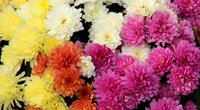 Chrysanthemen: Sind die Pflanzen harmlos oder eine Gefahr?