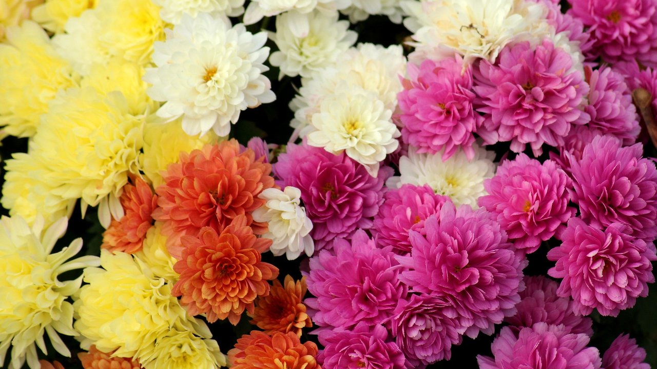 Chrysanthemen in verschiedenen Farben.