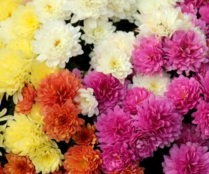 Chrysanthemen: Sind die Pflanzen harmlos oder eine Gefahr?