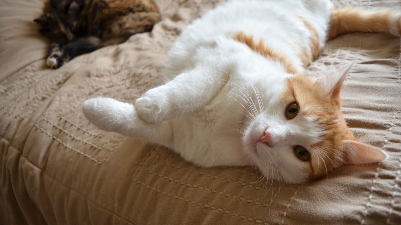 Junge Katze rollt sich auf dem Boden hin und her 