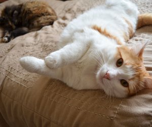 Deine Katze rollt sich? Diese Ursachen solltest du kennen