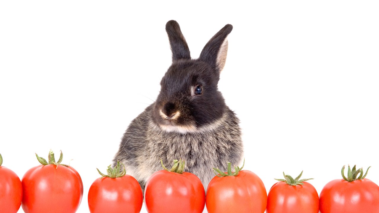 Sind Tomaten für Kaninchen ein gesundes Futter?