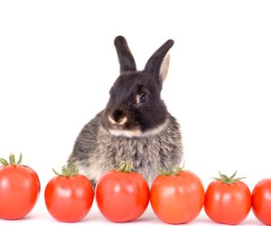 Dürfen Kaninchen Tomaten essen? Darauf solltest du achten