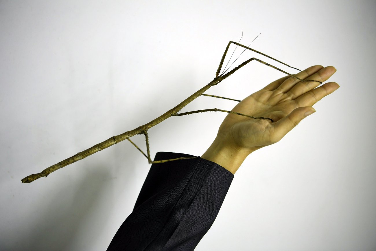 Chengdu Insects Tierischer Rekordhalter: Das längste Insekt der Welt musst du gesehen haben