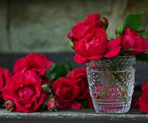 Rosen länger haltbar machen: So bleiben sie frisch