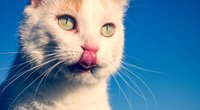 Dürfen Katzen Katzenminze fressen? Darauf kommt es an