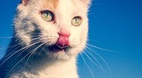 Dürfen Katzen Katzenminze fressen? Darauf kommt es an