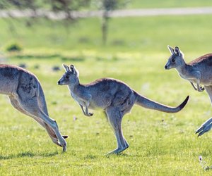 Wie weit springt ein Känguru? Kindgerecht erklärt