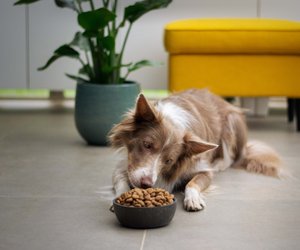 Was fressen Hunde und was dürfen sie nicht fressen?