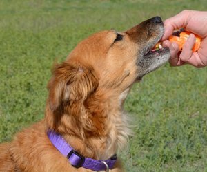 Dürfen Hunde Mandarinen fressen? Darauf solltest du achten
