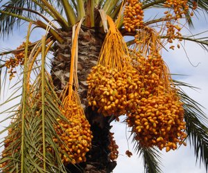 Für Kinder erklärt: Was sind Datteln?