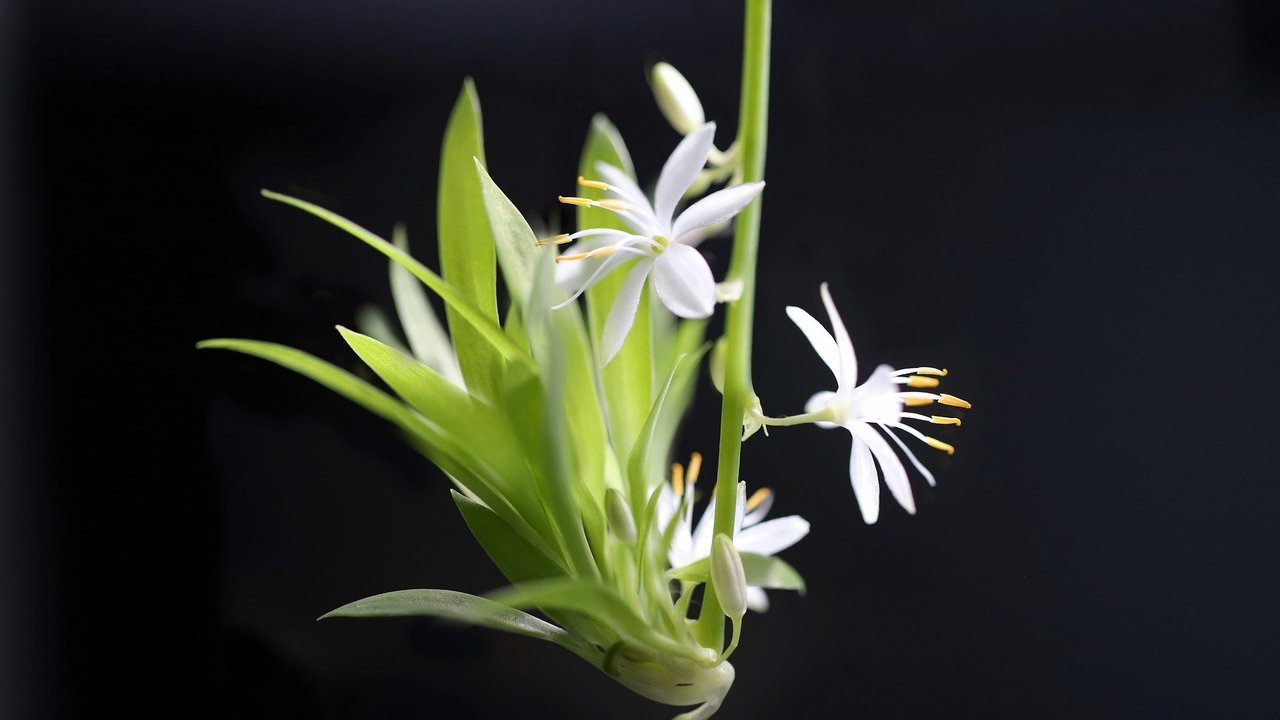 Grünlilien bilden Senker mit zarten weißen Blüten. 