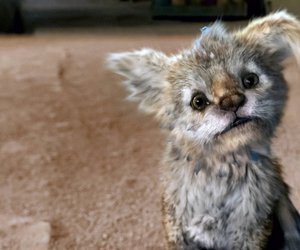 Was ist ein Chupacabra? Das Fabelwesen erklärt