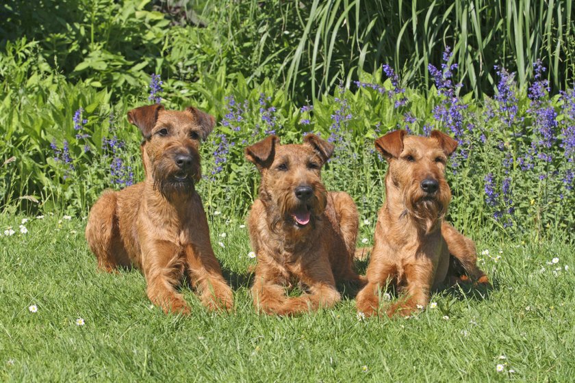 Irish Terrier, drei