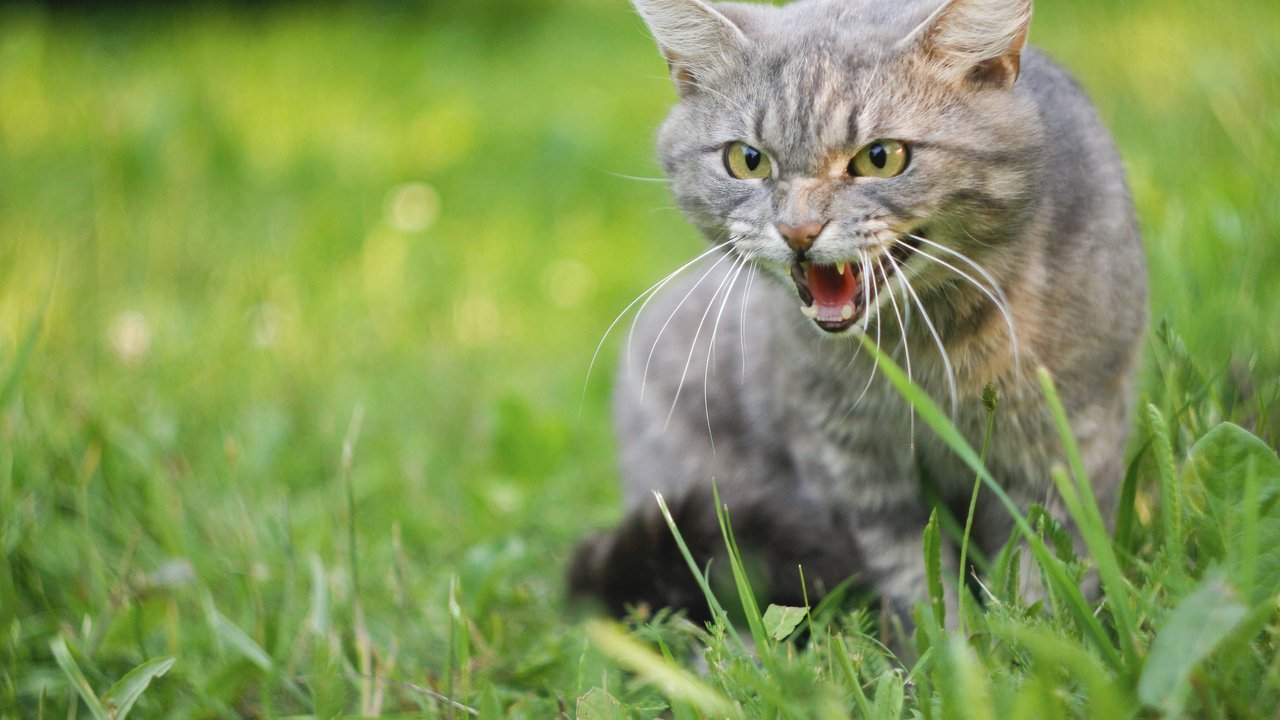 Katzen fauchen aus verschiedenen Gründen.