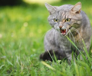 Wenn deine Katze dich anfaucht – diese Gründe solltest du kennen