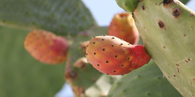 Überraschend simpel: So isst du Kaktusfeigen richtig