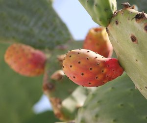 Lecker und stachelig: So isst du Kaktusfeigen richtig