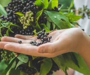 Holunder und Stillen: Darf ich zugreifen?