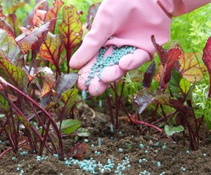 Blaukorn: Wie giftig ist Mineraldünger für Mensch und Natur?