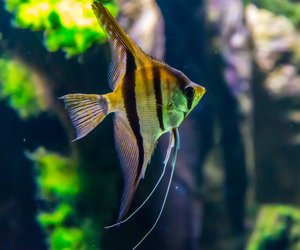 Wie alt werden Skalare? Dieses Lebensalter kann der Fisch erreichen