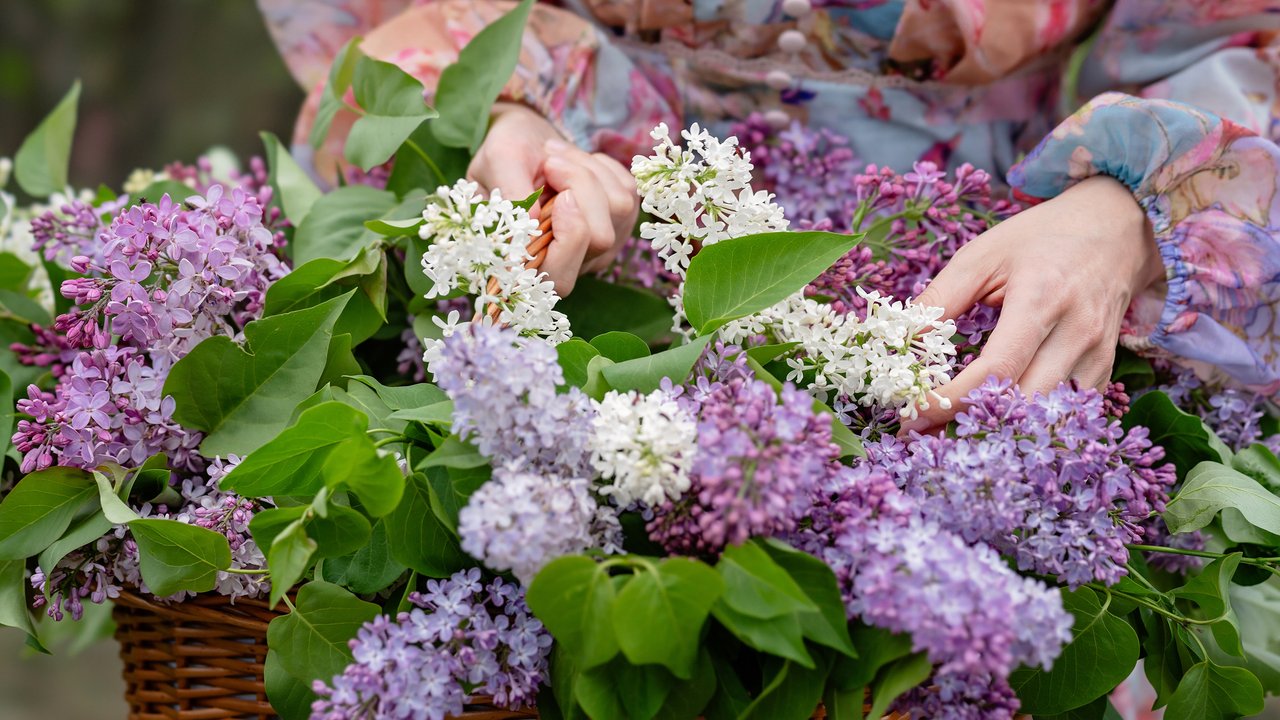 Flieder in verschiedenen Farben.