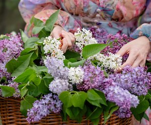 Flieder: Ist die Pflanze wirklich giftig?