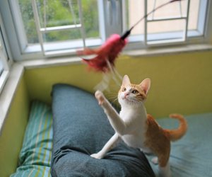 Bei Amazon im Angebot: Diese 6 Spielzeuge und Gadgets machen deine Katze glücklich