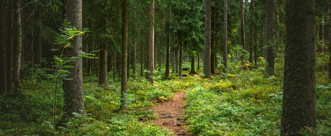 Wanderwege in Deutschland, die Naturfans immer wieder begeistern