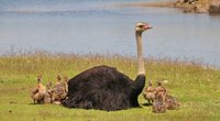 Der größte Vogel der Welt: Giganten der Lüfte im Visier