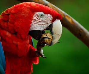 Vögel mit „A“: Diese Arten solltest du kennen