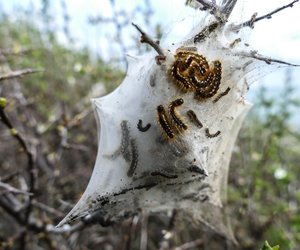 Motte und Schmetterling: Gibt es zwischen beiden einen Unterschied?
