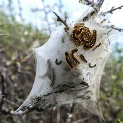 Motte und Schmetterling: Gibt es zwischen beiden einen Unterschied?